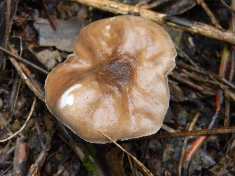 1907 Febbraio vecchio ritrovamento